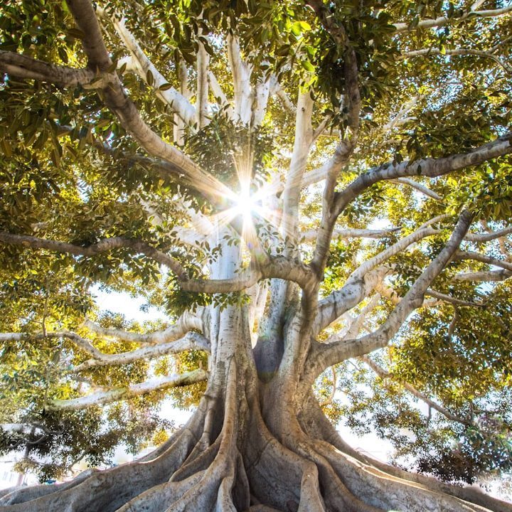 Reil-Service Neustadt am Rübenberge. JPG Großer Baum mit weit verzweigten Ästen und Sonnenlicht, das zwischen den Blättern strahlt.
