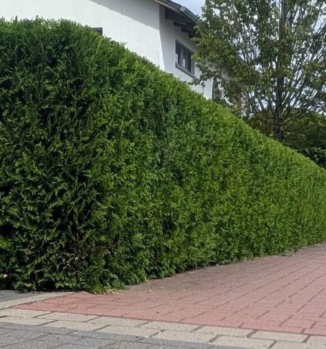 Heckenschnitt & Form-Pflegeschnitt Neustadt am Rübenberge Fachgerechter Heckenschnitt & Form-Pflegeschnitt in Neustadt am Rübenberge – Reil-Service