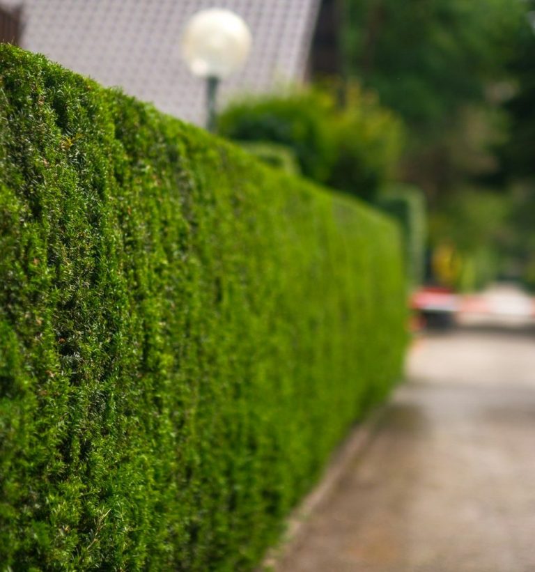 Reil-Service Heckenschnitt Form - Pflegeschnitt - Neustadt am Rübenberge JPG Grüne Hecke entlang eines gepflasterten Wegs, mit einer Straßenlaterne im Hintergrund.