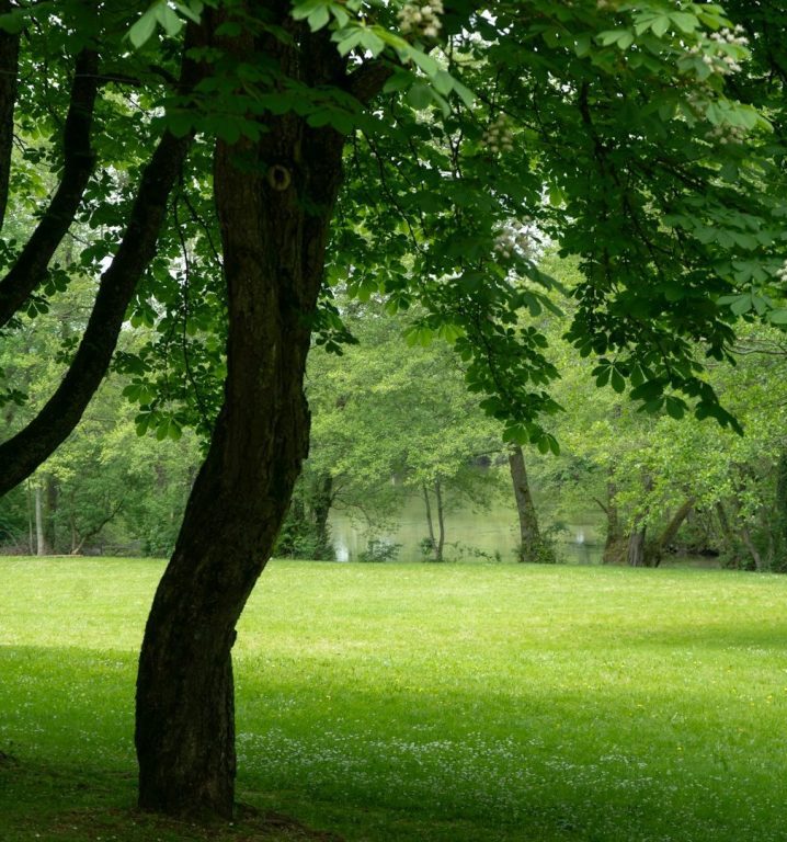 Reil-Service Grünanlagenpflege - Neustadt am Rübenberge JPG Grüner Park mit Bäumen und einer Wiese im Hintergrund.